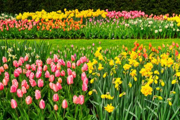 istock Tulips and bluebell flowerbed 921807950
