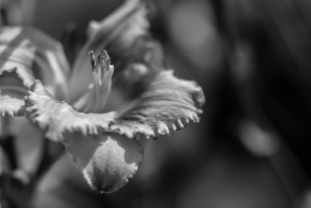 istock Flowers in the garden by day 921809460