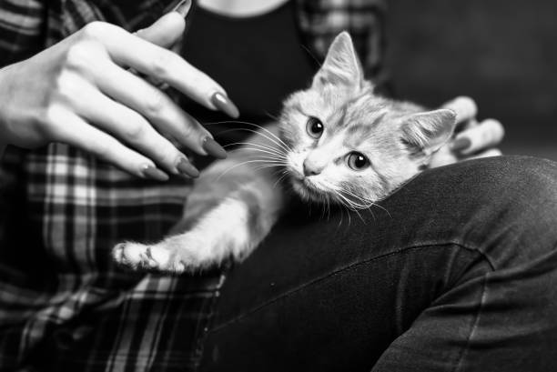istock A stray cat in the stairwell 921812668