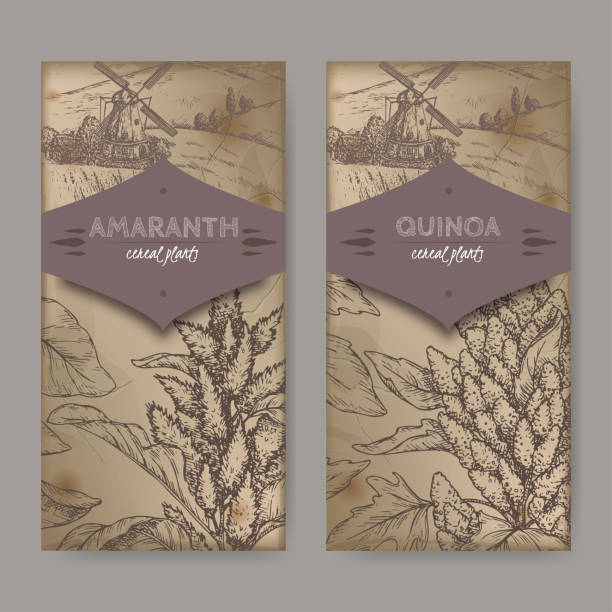 zestaw dwóch etykiet z amaranthus cruentus aka amaranth i chenopodium quinoa szkic. zbieranie roślin zbożowych. - amaranthus cruentus stock illustrations