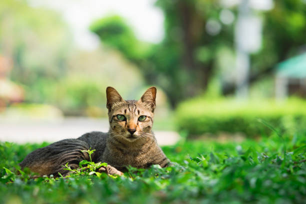 istock Portrait striped cat on green nature background 921813448