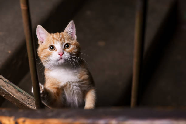 Homeless ginger kitten in the entrance of house