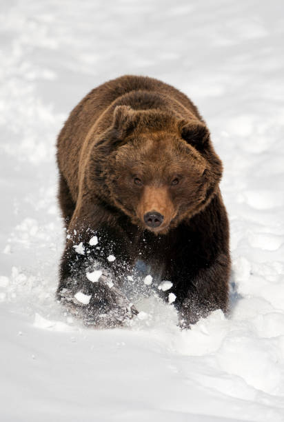 istock Wild brown bear in winter forest 921813730