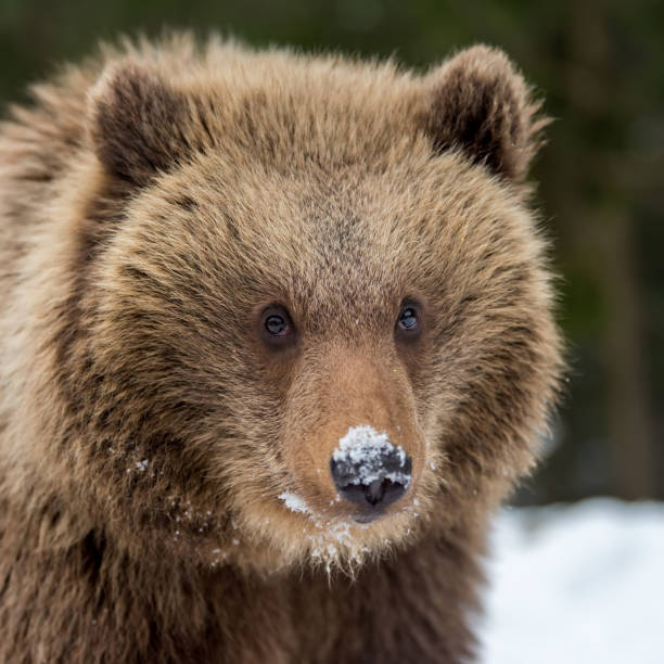 istock Wild brown bear cub closeup 921813782