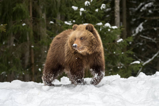istock Wild brown bear cub closeup 921813796