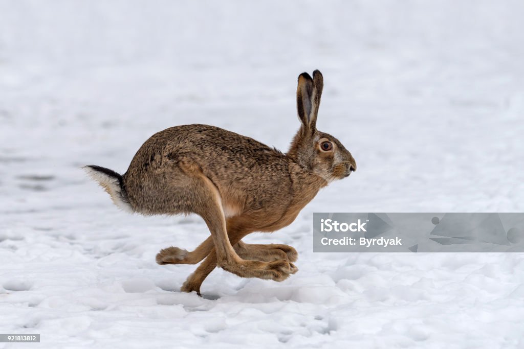 Hare running in the field Hare running in the winter field Brown Hare Stock Photo