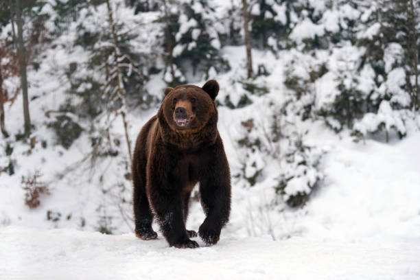 istock Wild brown bear in winter forest 921813820