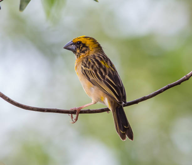 istock Weaver Bird is a bird eating small grains. 921813950