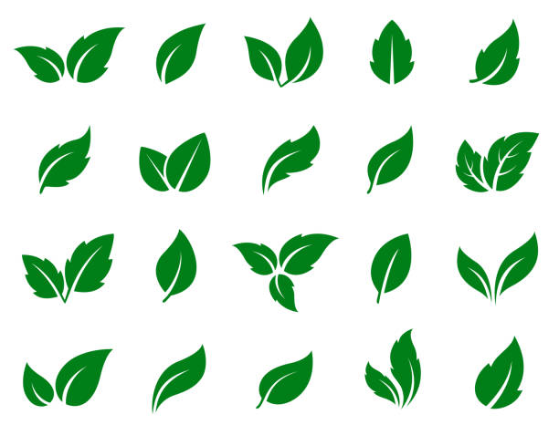 set of green leaves set of isolated green leaves icons on white background leaves stock illustrations