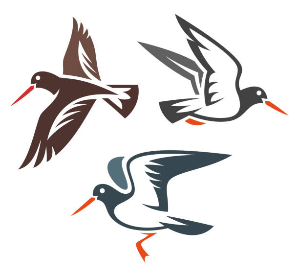 Stylized Birds - Oystercatcher Stylized Oystercatchers in flight wader bird stock illustrations