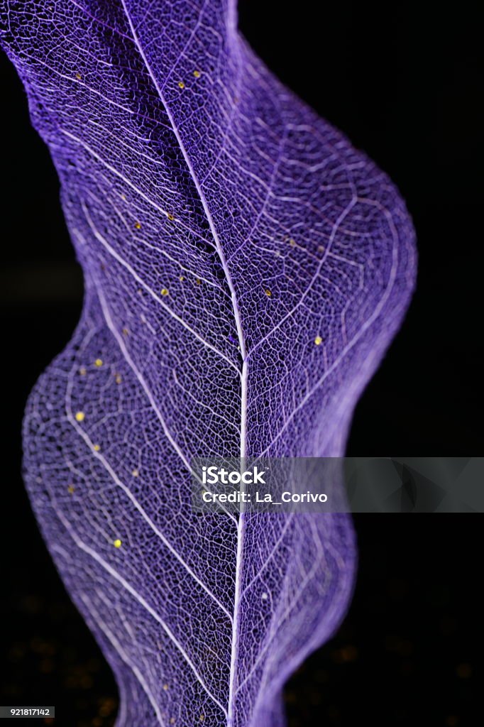 Minimalistische Komposition Skelett magnolia Blatt, Schwarzer Hintergrund - Lizenzfrei Abstrakt Stock-Foto