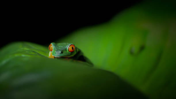 istock Red-Eyed Tree Frog on a leaf at night 921826590