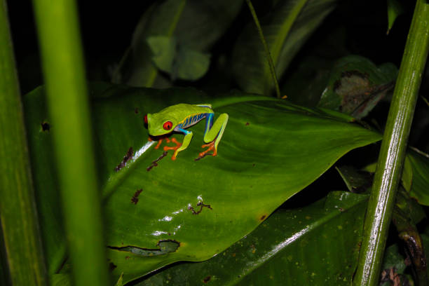 istock Red-Eyed Tree Frog at night in a rain forest 921827310