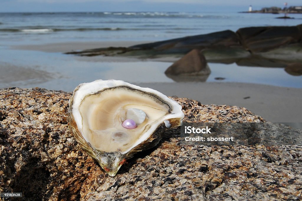 Huître avec Pink Pearl - Photo de Perle huîtrière libre de droits