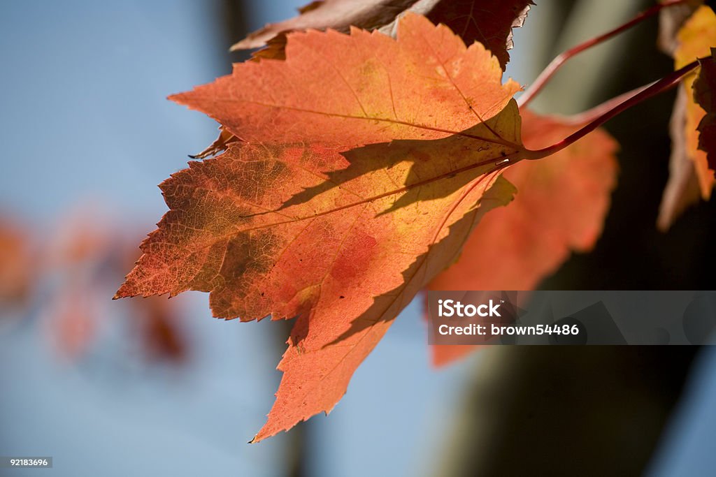 레드 Maples 잎, Blue Sky - 로열티 프리 0명 스톡 사진
