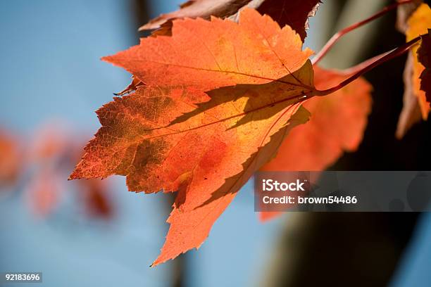 Red Maples Folhas E Céu Azul - Fotografias de stock e mais imagens de Abstrato - Abstrato, Amarelo, Amontoar