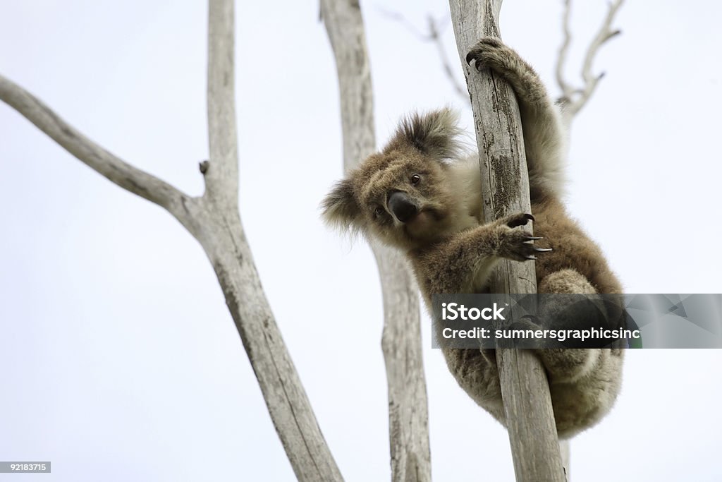 Wild Koala un arbre - Photo de Animaux à l'état sauvage libre de droits