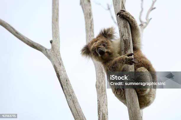 Dziki Koala W Drzewo - zdjęcia stockowe i więcej obrazów Australia - Australia, Australijski Outback, Bez ludzi