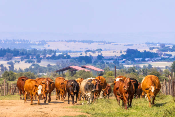 Herd of cattle walking towards the camera with other farms in the distance, in a cattle ranch in South Africa.