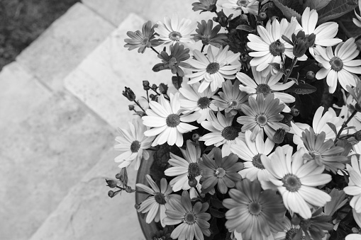 Dozens of pretty African daisies in a flower pot, on patio steps leading to grass with copy space - monochrome processing