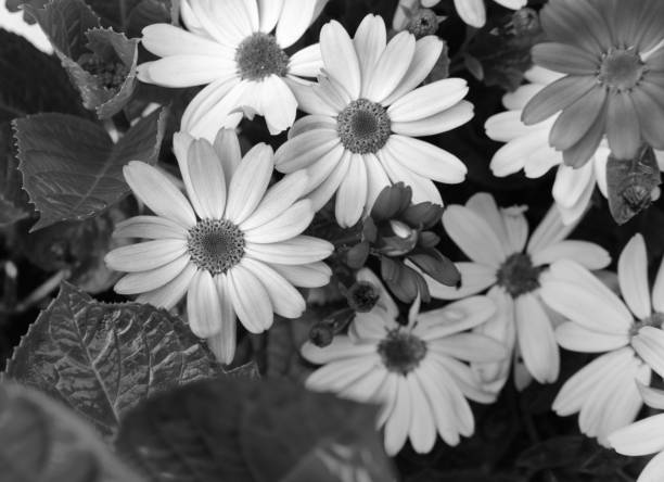 istock African daisies in different shades 921837996