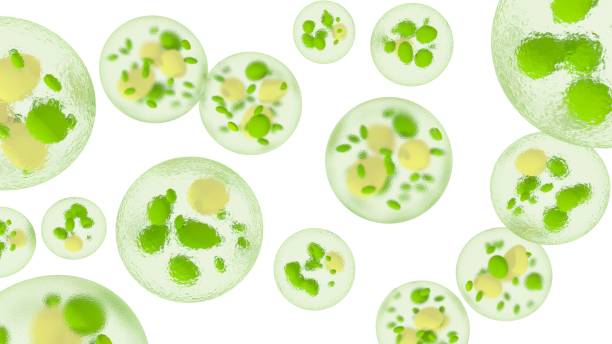 Single-cell algae with lipid droplets. Biofuel production. 3d illustration of microalgae under the microscope, isolated on white. red algae stock pictures, royalty-free photos & images