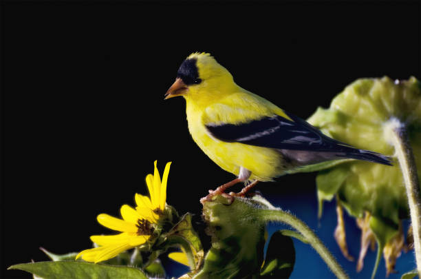 fringuello d'oro giallo e nero - american goldfinch gold finch bird branch foto e immagini stock