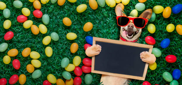 hapy пасхальная собака с яйцами - podenco стоковые фото и изображения