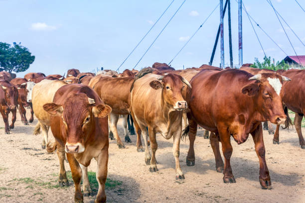 istock Cattle moving past the camera along the dirt road 921838500