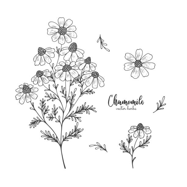 카모마일 야생 필드 꽃 흰색 배경에 고립입니다. 치유와 화장품 약초입니다. 디자인 패키지 차, 유기농 화장품, 자연 의학, 인사말 카드, 결혼에 대 한 의료 식물 - chamomile chamomile plant flower herb stock illustrations