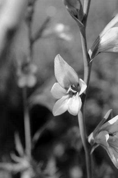 istock Bright gladiolus bloom on a flower stem 921838936