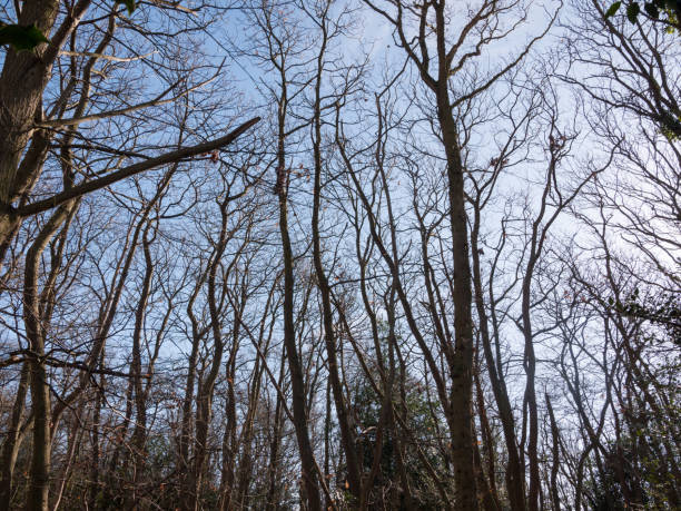 istock inside forest sunny beam trees green path woodland nature bare branches 921839446