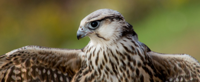 A Falcon close-up with wings spread, with the head turned towards its wing.