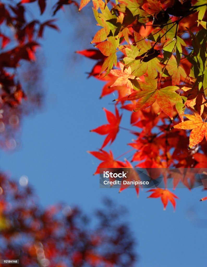 Red leaves  Abstract Stock Photo