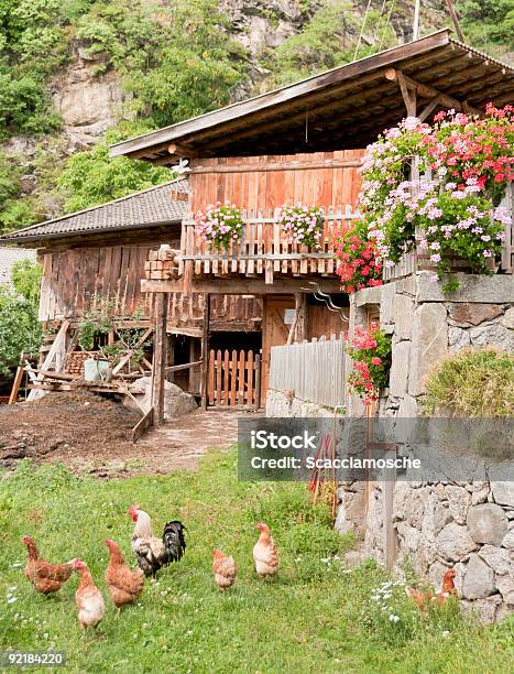 Farm Holidays Stock Photo - Download Image Now - Agritourism, Chicken - Bird, Barn