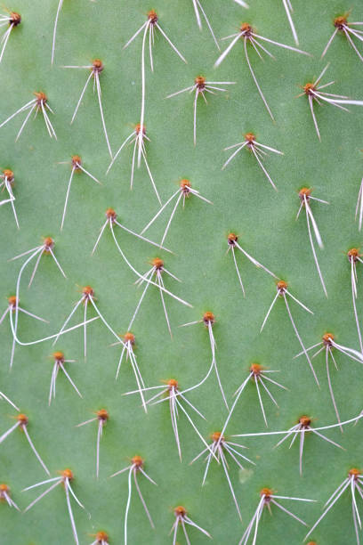 istock abstract background textuer of Cactus succulent plant 921843248