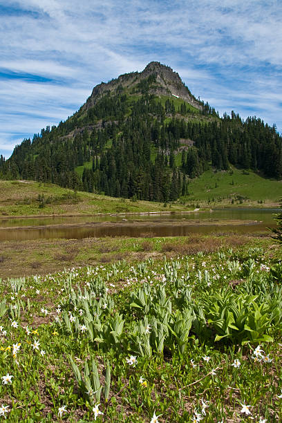 Yakima Peak and Tipsoo Meadows For a few weeks every year, the meadows of Mount Rainier are filled with an amazing variety of wildflowers. The earliest blooms come as the last of the winter snow is melting. Depending on elevation, summer weather and the amount of snow, the blooming season can be July through September. This photograph of Avalanche Lilies (Erythronium montanum) was taken in early summer at Tipsoo Lake in Mount Rainier National Park, Washington State, USA. jeff goulden mount rainier national park stock pictures, royalty-free photos & images