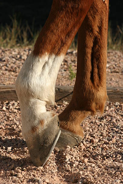 istock Horse Hooves Close Up 92184485