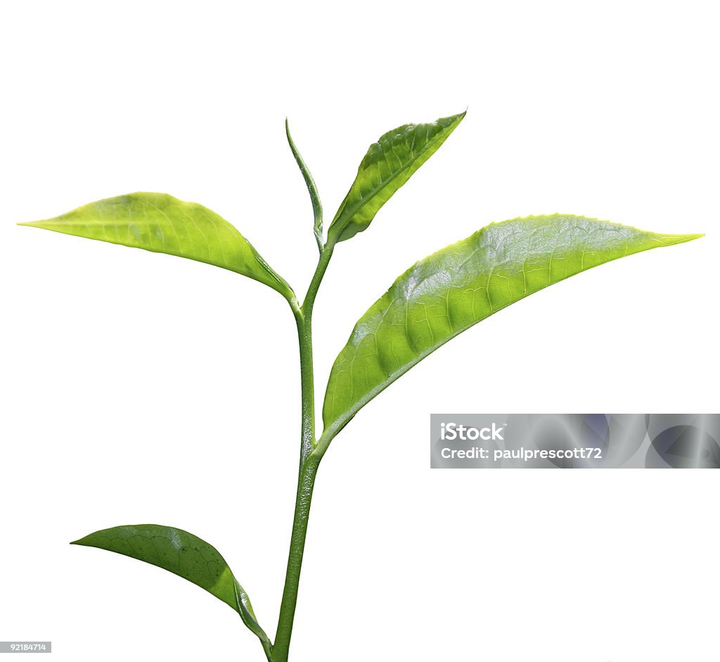 Чайный лист - Стоковые фото Чайные листья роялти-фри