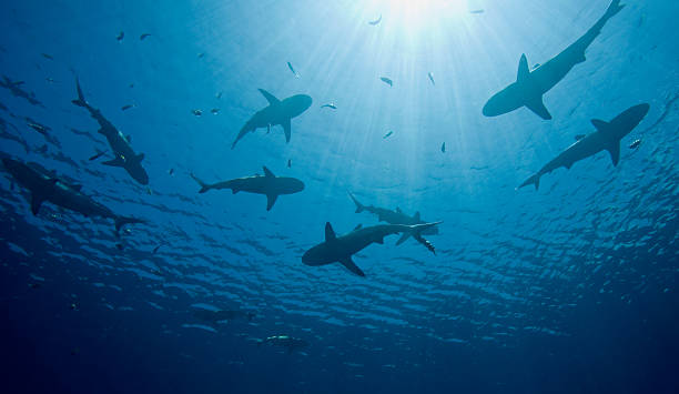 cá mập - đàn cá nhóm động vật hình ảnh sẵn có, bức ảnh & hình ảnh trả phí bản quyền một lần