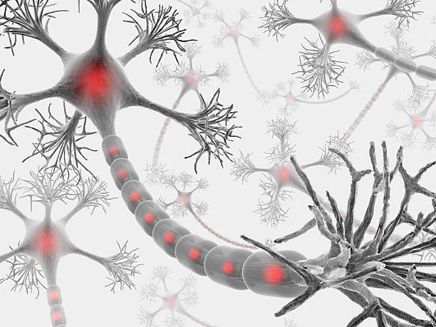 Graphics art depiction of brain neurons in grey and red Neuron with complete structure for transmission of cellular signals. neural axon stock pictures, royalty-free photos & images