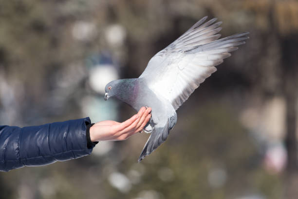 istock Pigeon on the hand on nature 921851068