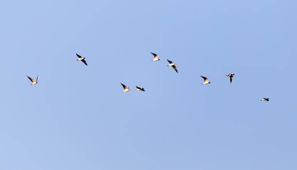 istock a flock of seagulls against a blue sky 921851558