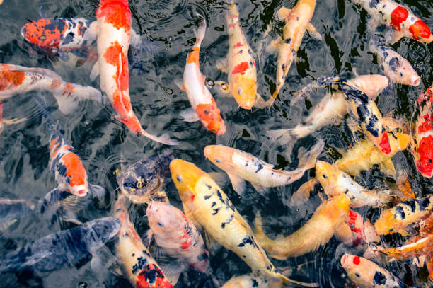 istock Japanese koi fishes 921851850