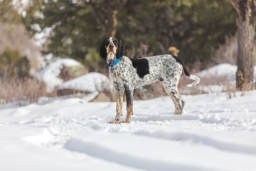 Pet Selfie - Growing Blue Tick Blood Hound Western Colorado high altitude in the Rocky Mountains on the Grand Mesa outdoors in the snow (photos professionally retouched - Lightroom / Photoshop - original size 8688 x 5792 canon 5DS Full Frame) iStock Portfolio: http://bit.ly/eyecrave_istock Getty Images Portfolio: http://bit.ly/eyecrave_getty