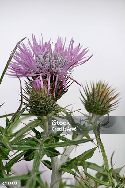 Fiore Selvatico - Fotografie stock e altre immagini di Clorofilla - Clorofilla, Colore verde, Composizione verticale
