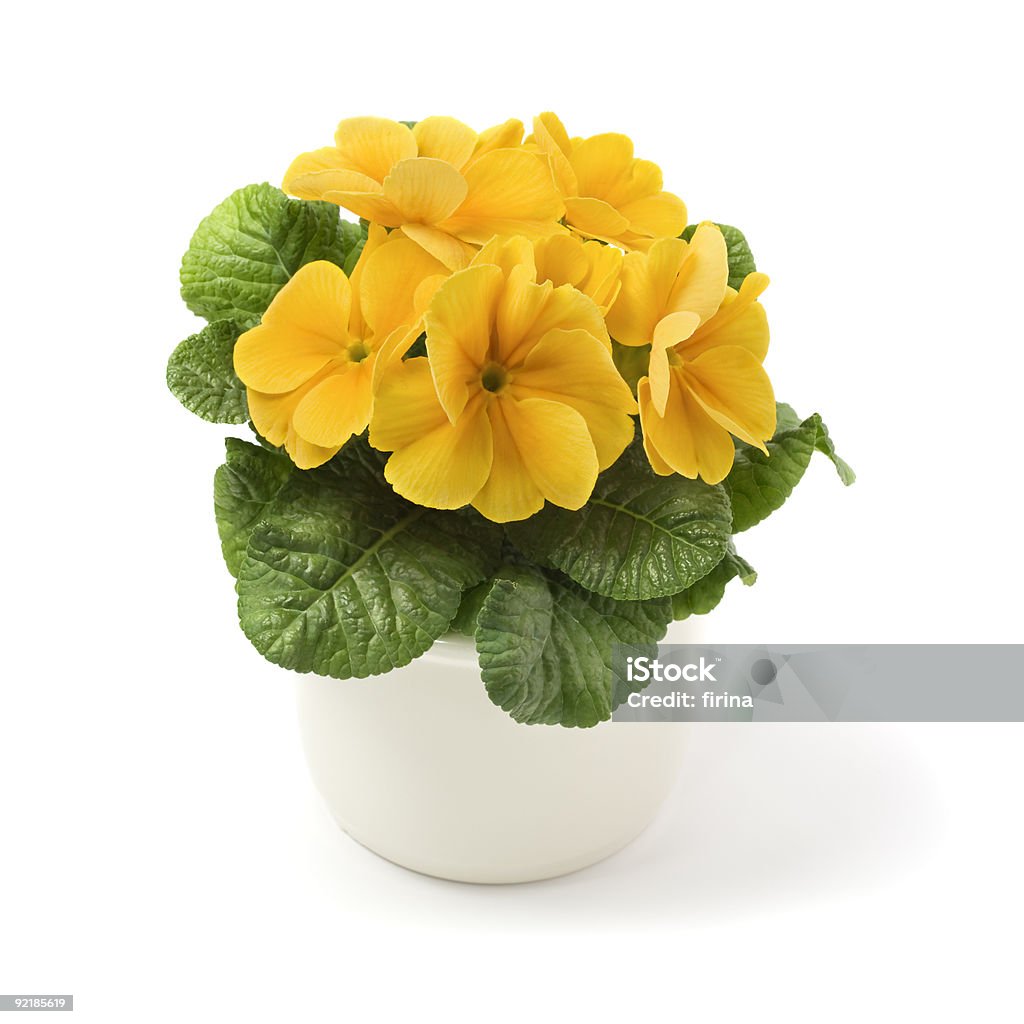 Primrose  Blossom Stock Photo