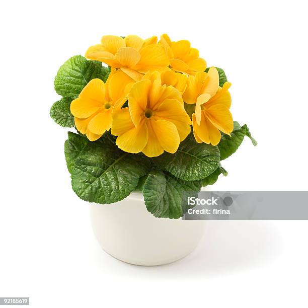 Primrose Stock Photo - Download Image Now - Blossom, Ceramics, Color Image