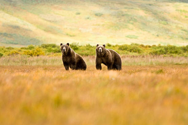 Brown Grizzly Bears in Alaska  kodiak island photos stock pictures, royalty-free photos & images