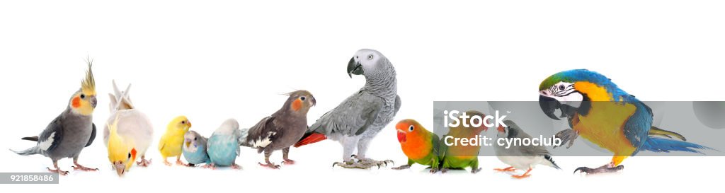 group of birds common pet parakeet, African Grey Parrot, lovebirds, Zebra finch and Cockatielin front of white background White Background Stock Photo